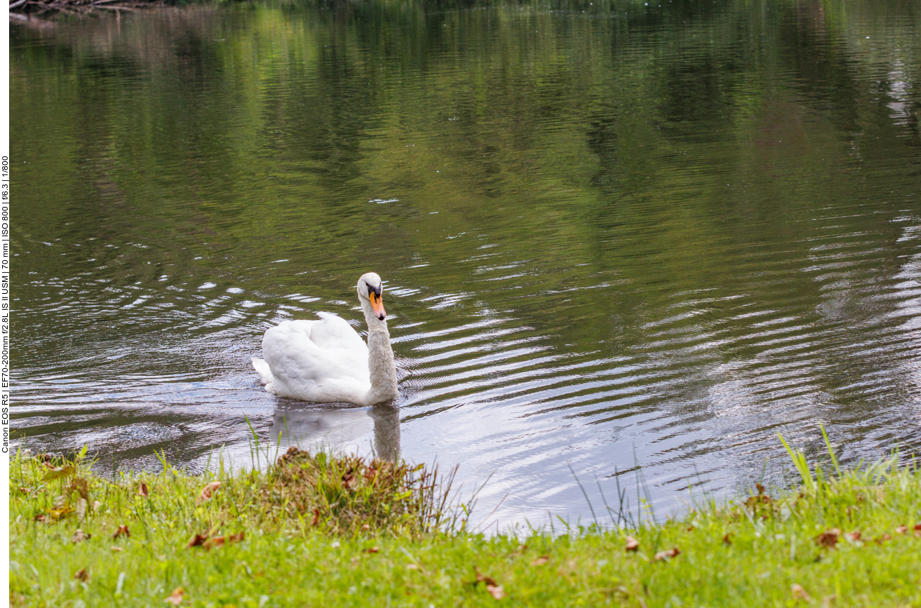 Höckerschwan