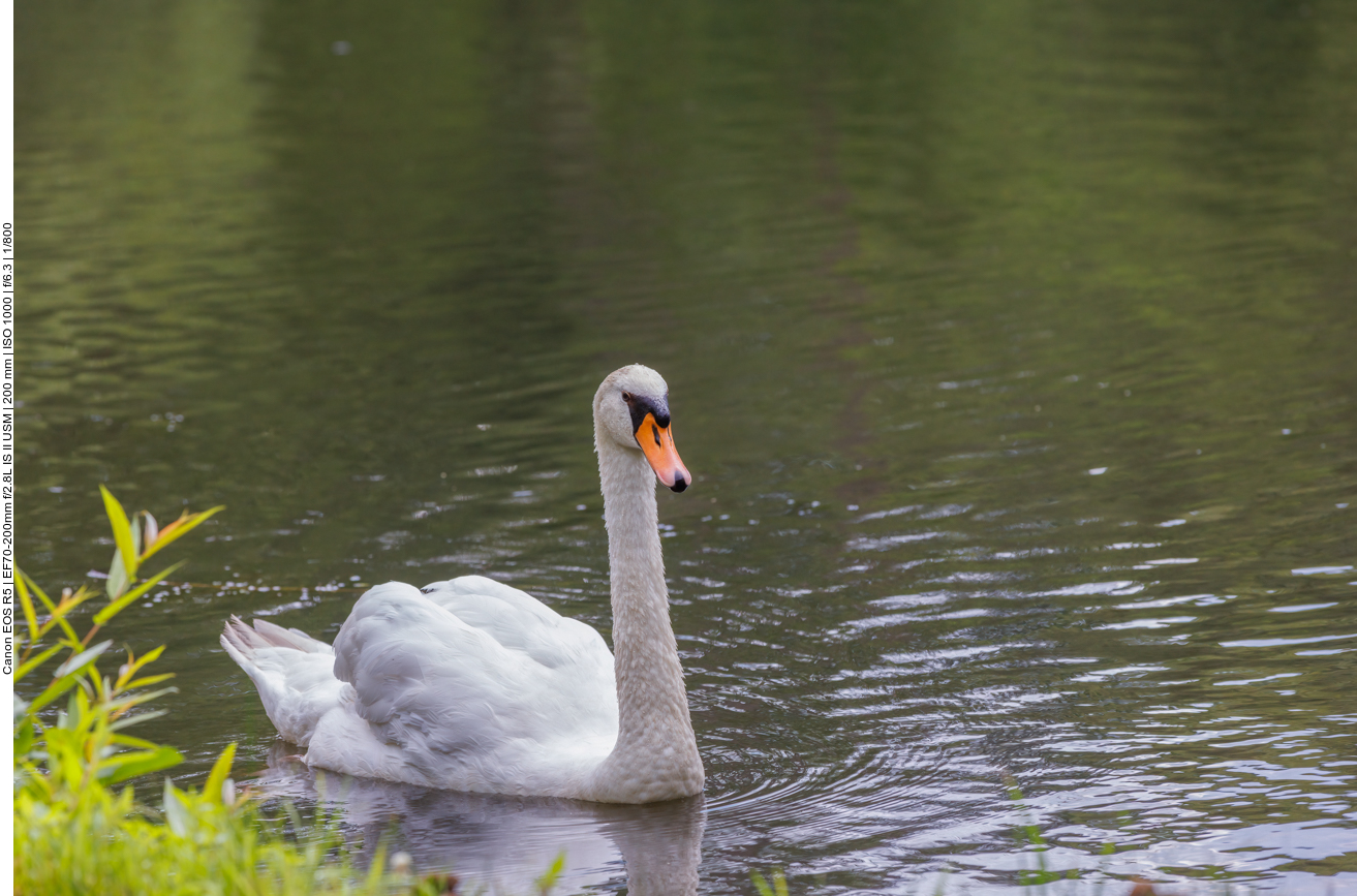 Höckerschwan