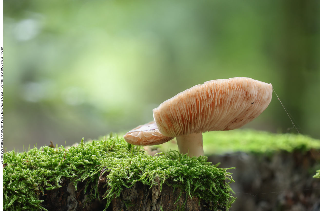 Pilz auf Baumstumpf 