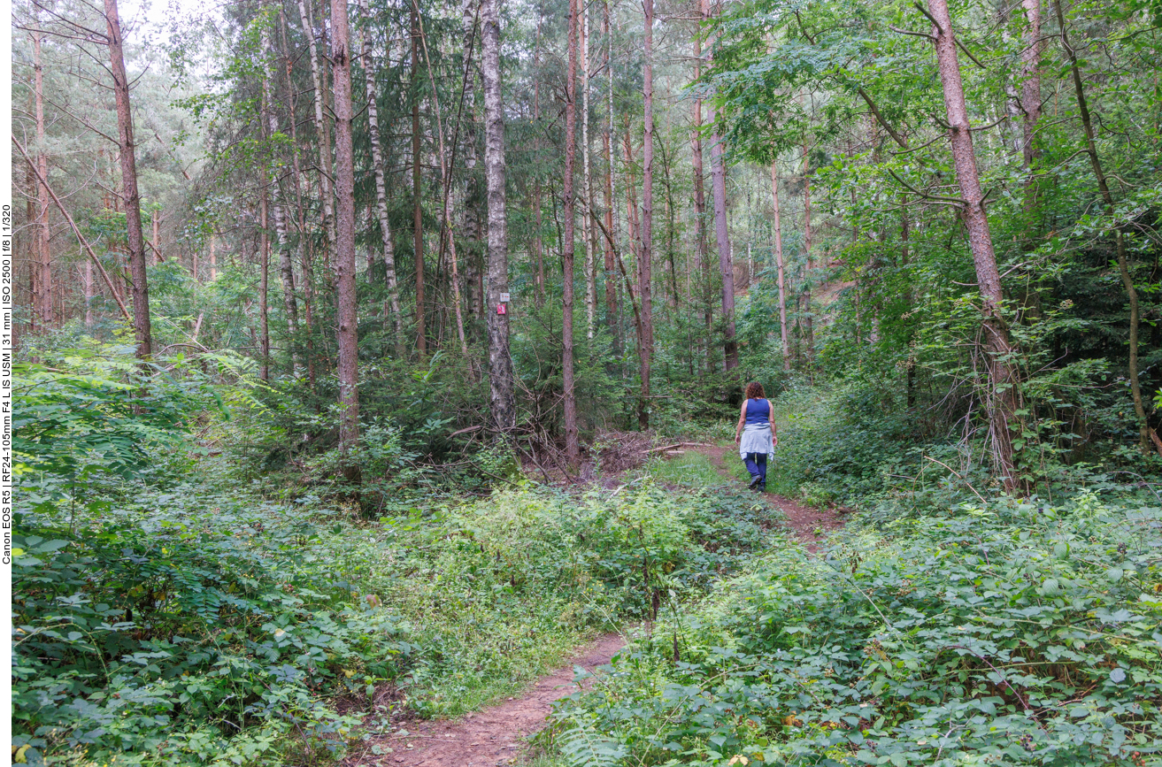 Heute ist es schwülwarm im Wald :-( 