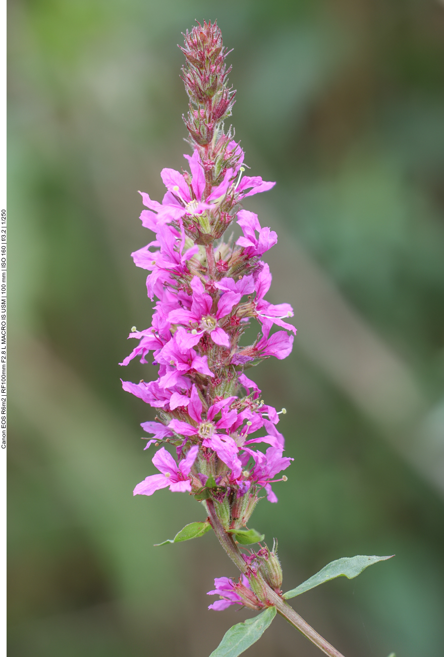 Gewöhnlicher Blutweiderich [Lythrum salicaria] 
