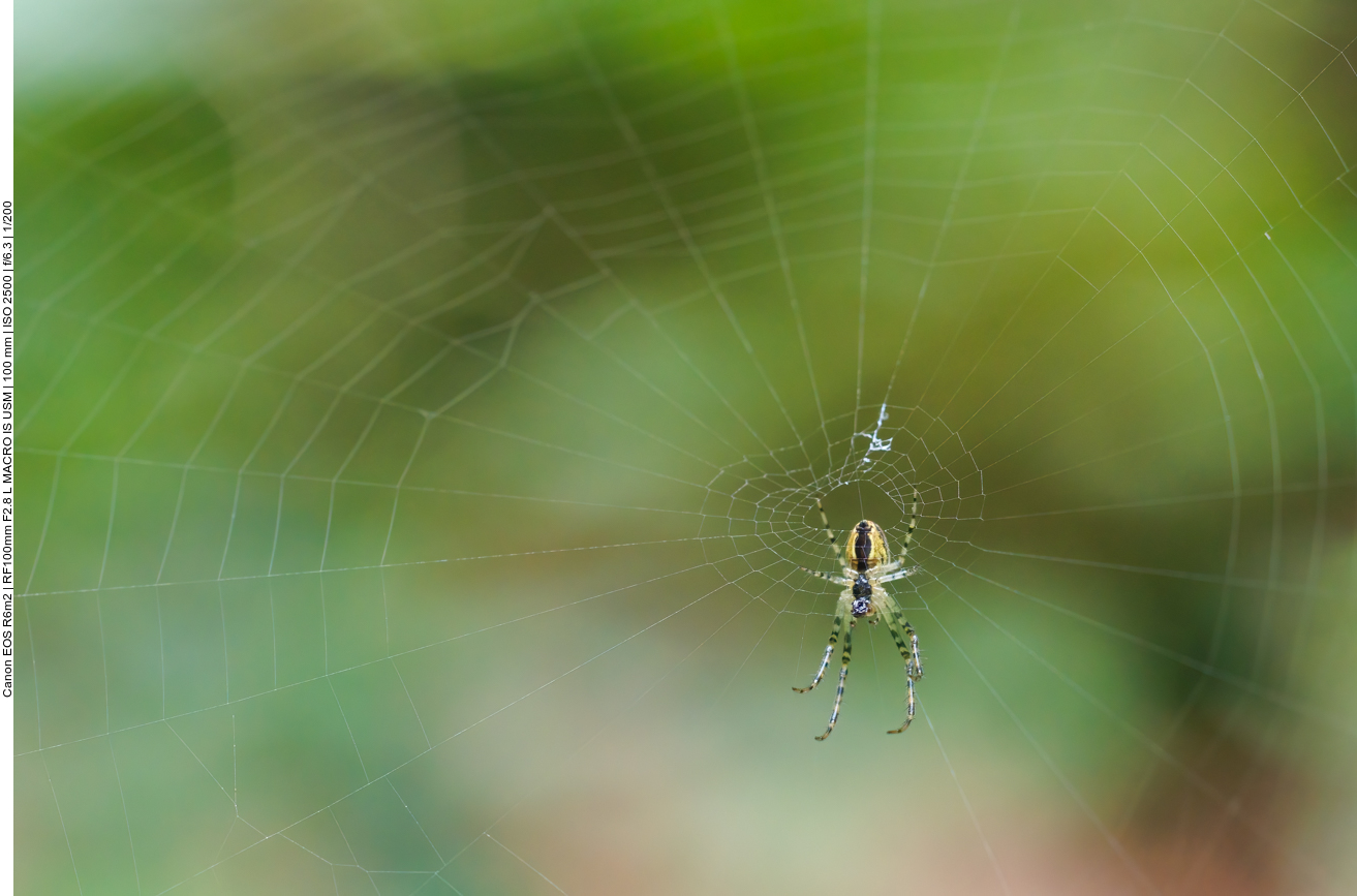 Herbstspinne [Metellina segmentata]