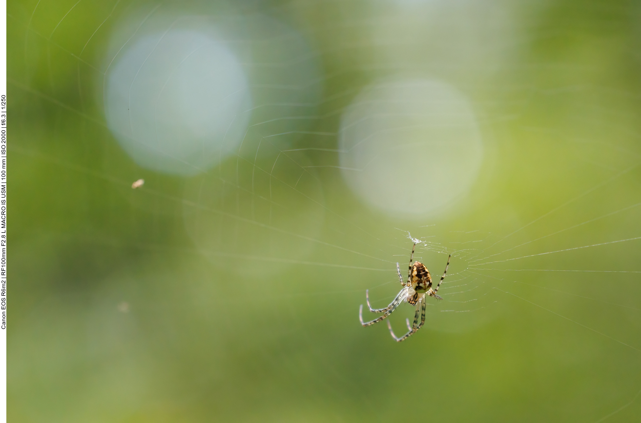 Herbstspinne [Metellina segmentata]