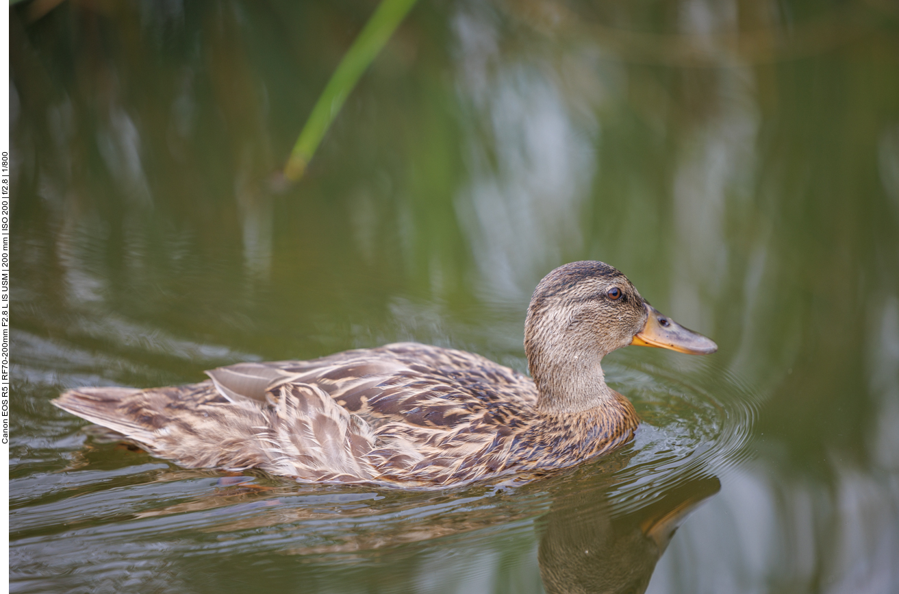 Junge Stockente [Anas platyrhynchos]
