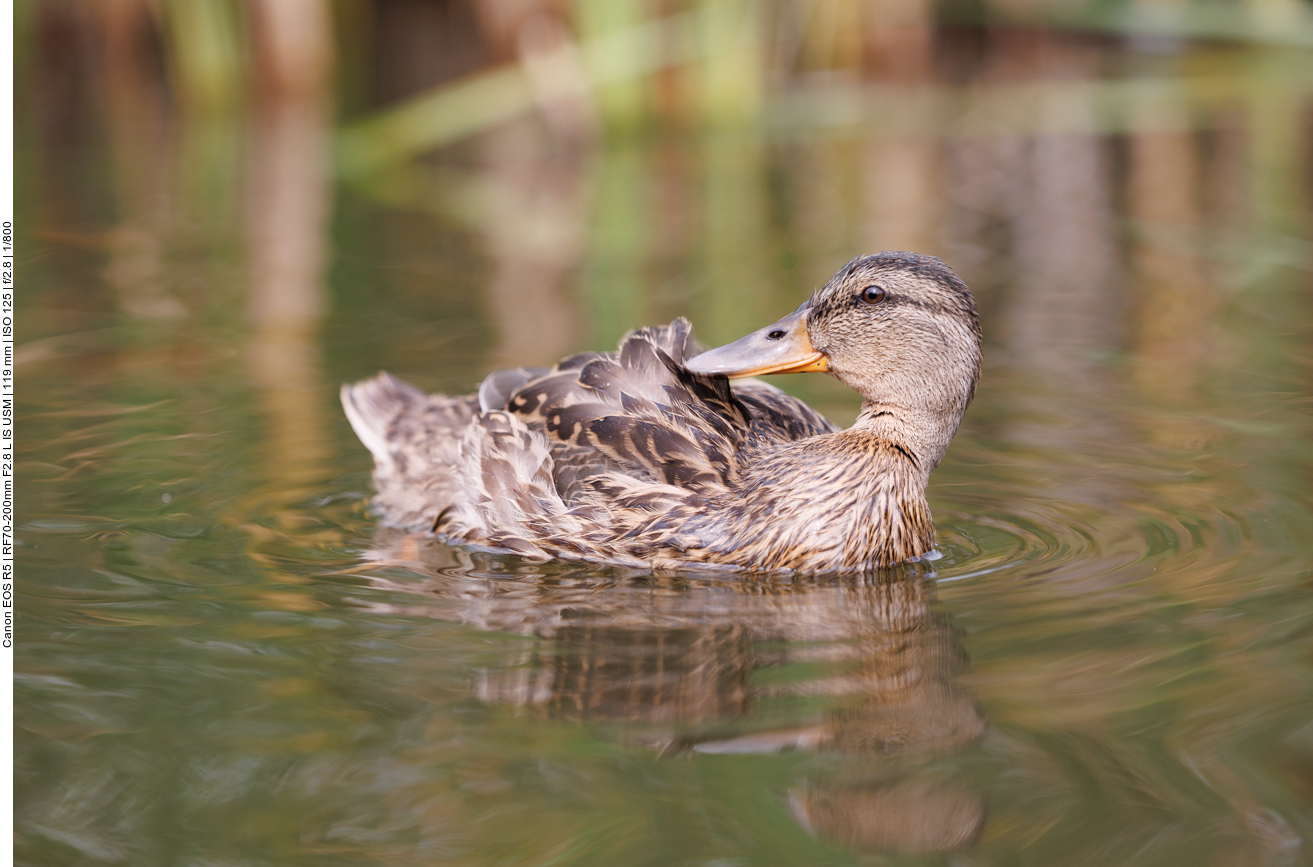 Junge Stockente [Anas platyrhynchos]