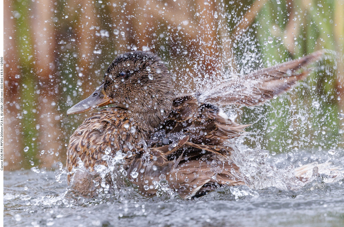 Junge Stockente [Anas platyrhynchos] beim Baden