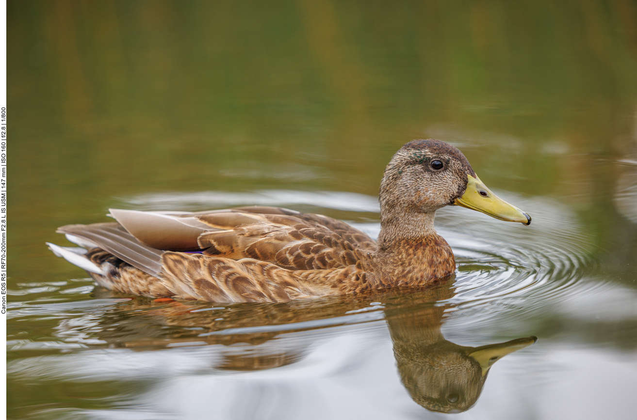 Junge Stockente [Anas platyrhynchos]