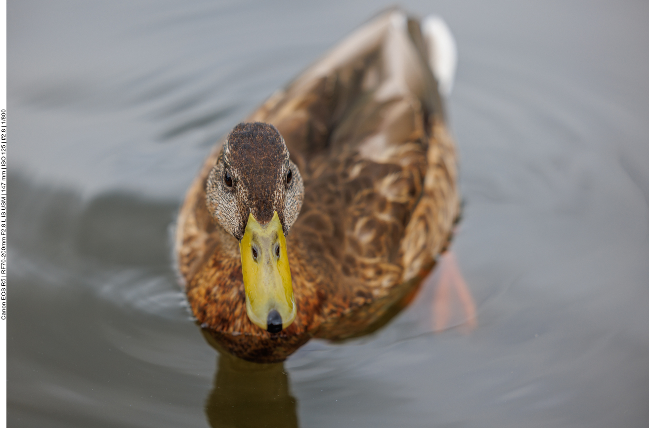 Junge Stockente [Anas platyrhynchos]