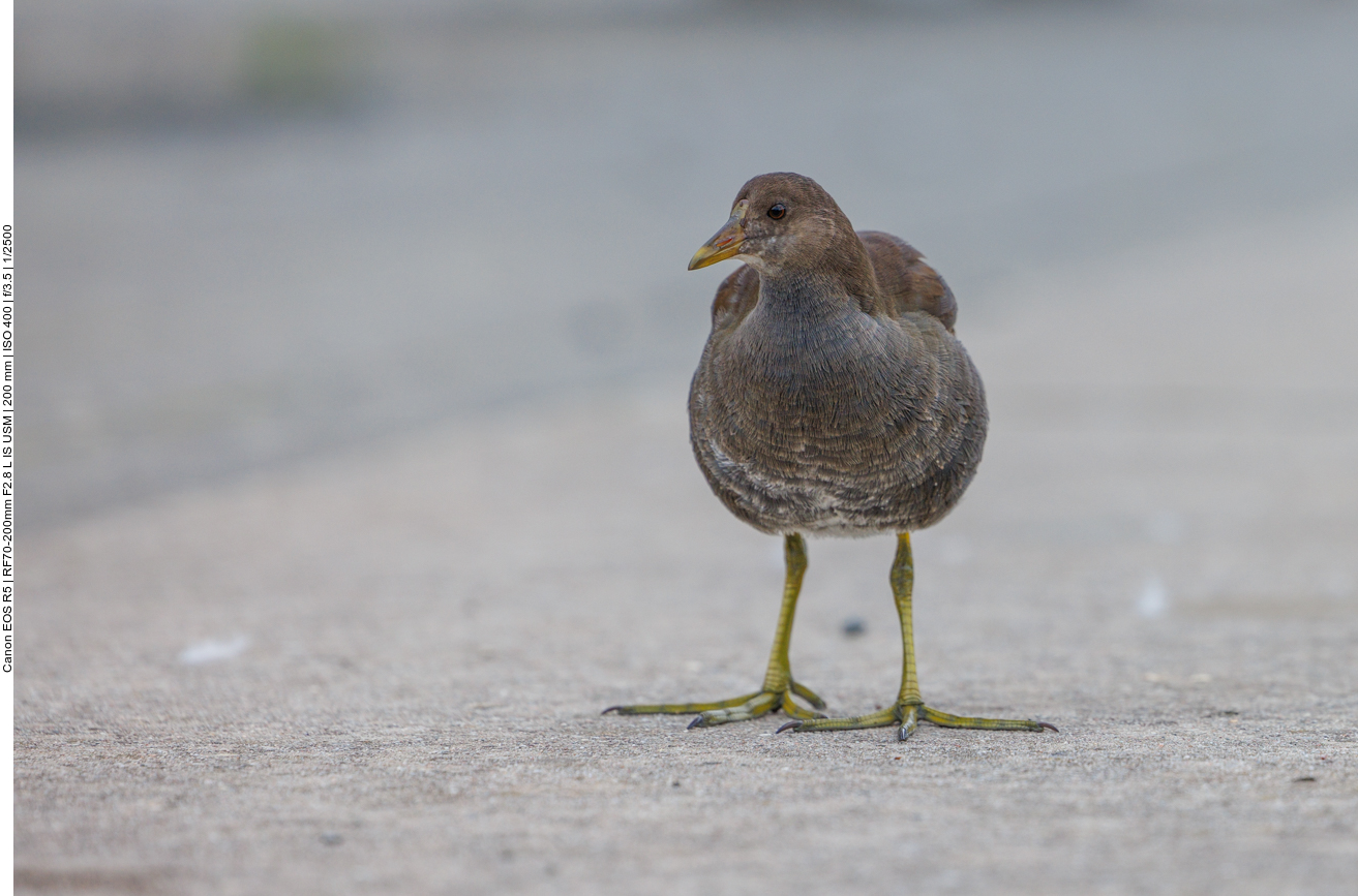 Teichhuhn [Gallinula chloropus]