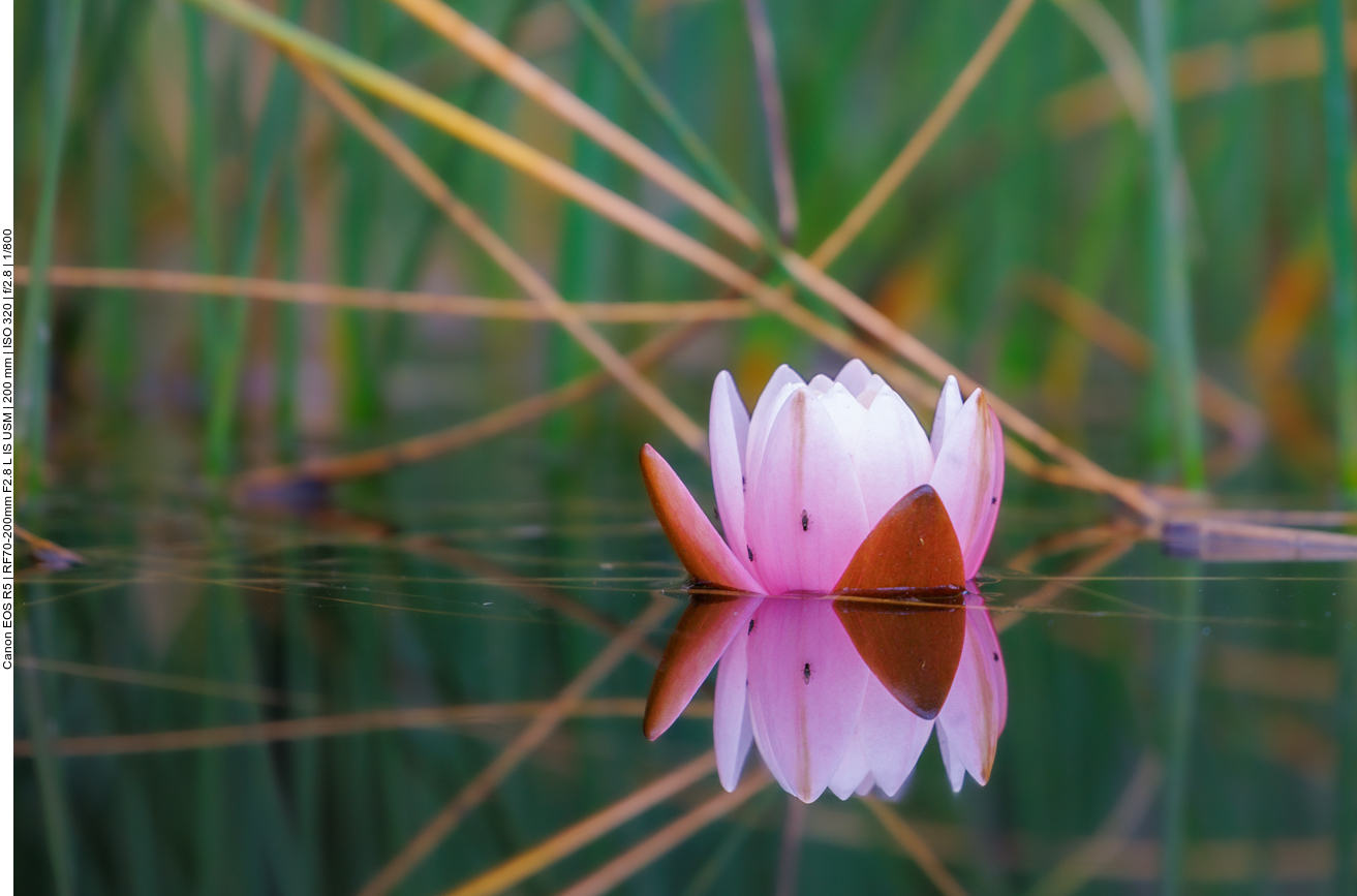 Glänzende Seerose [Nyphaea candida ]