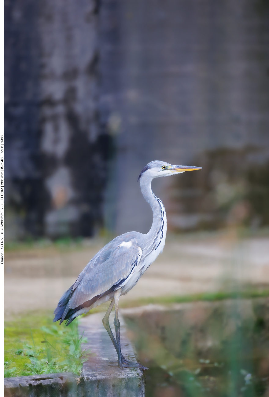 Graureiher [Ardea cinerea], auch Fischreiher genannt 