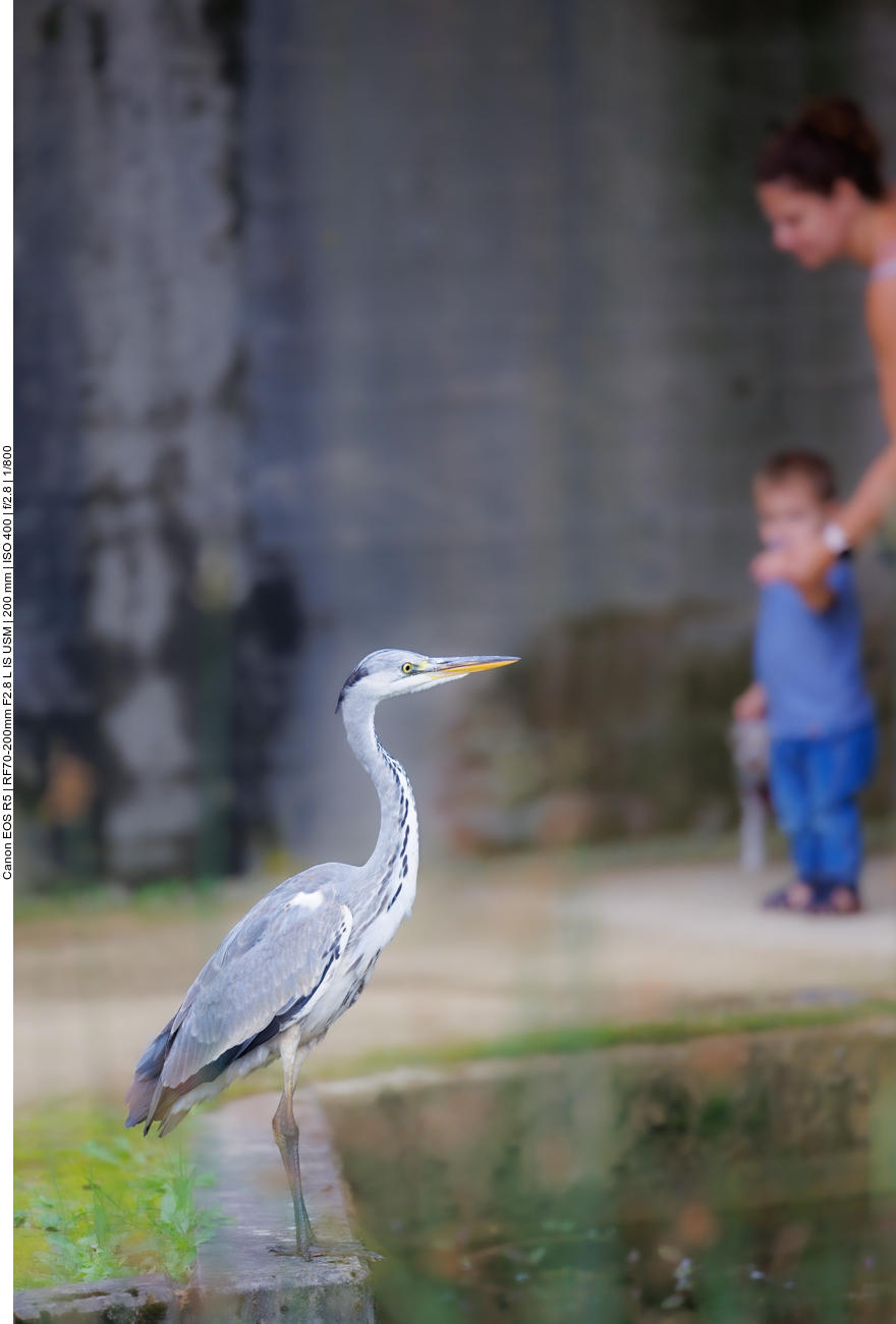 Graureiher [Ardea cinerea], heute mal weniger scheu 