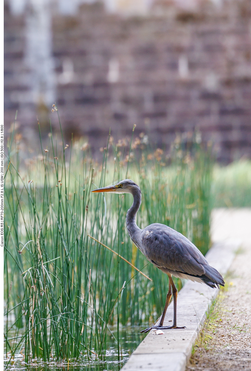 Graureiher [Ardea cinerea]