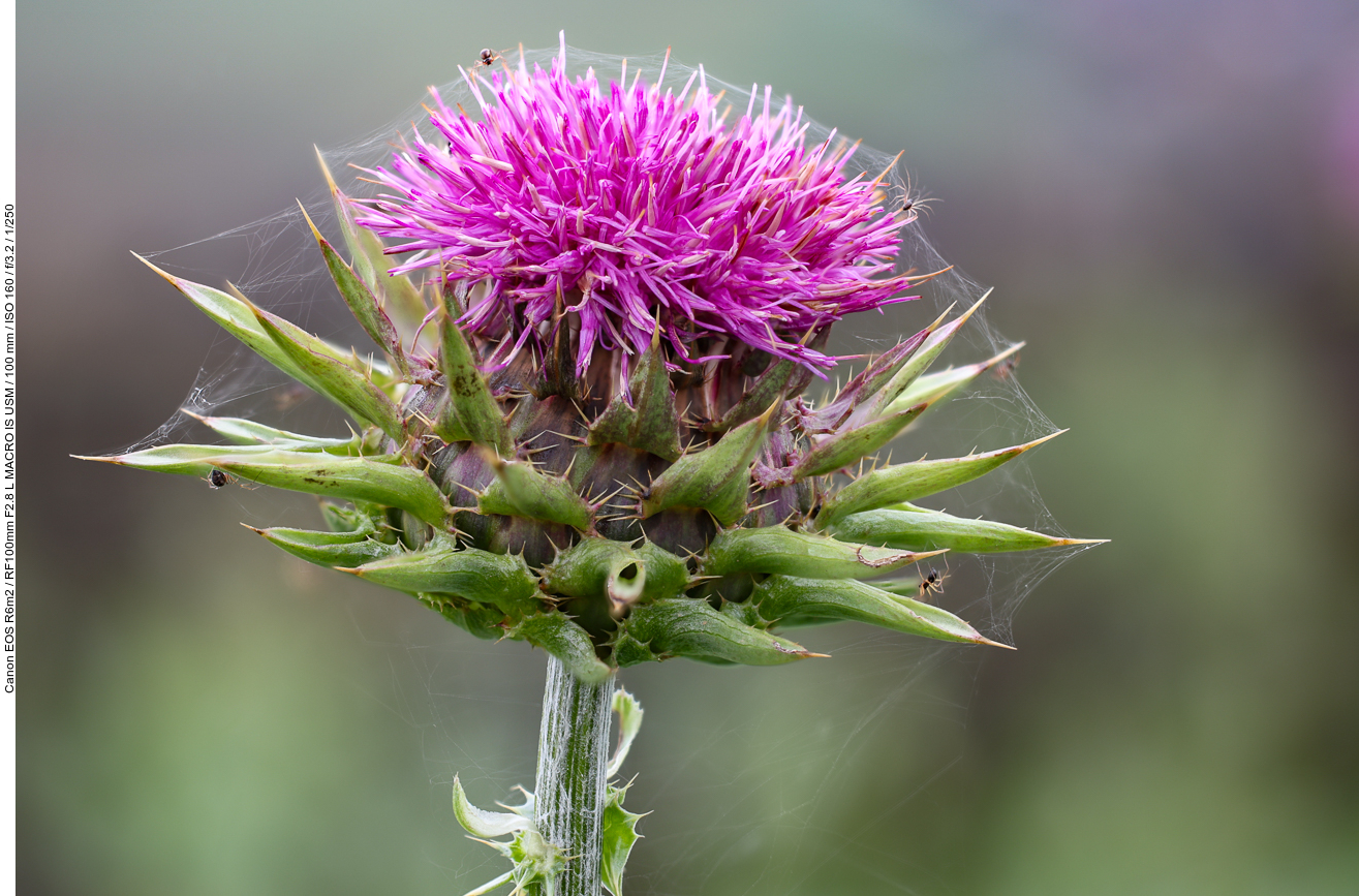 Mariendistel [Silybum marianum] mit kleinen Spinnen