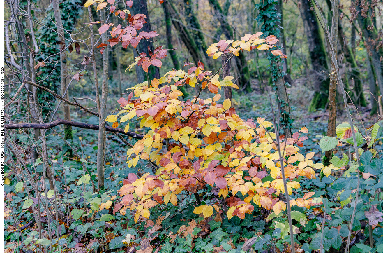 Herbstlich gefärbte Rotbuche [Fagus sylvatica]
