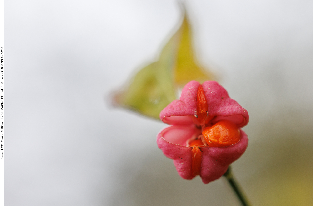 Gewöhnlicher Spindelstrauch (Pfaffenhütchen) [Euonymus europaeus]