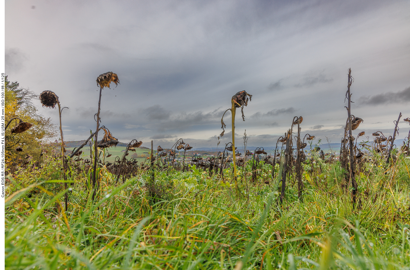 Die Sonnenblumen haben es auch hinter sich