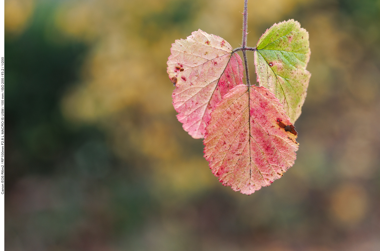 Herbstlich gefärbte Blätter einer Brombeere