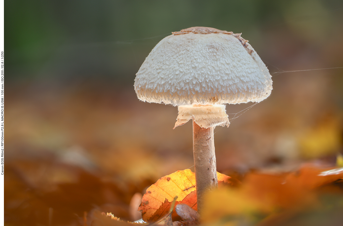 Vermutlich ein falscher Parasol [Chlorophyllum molybdites]