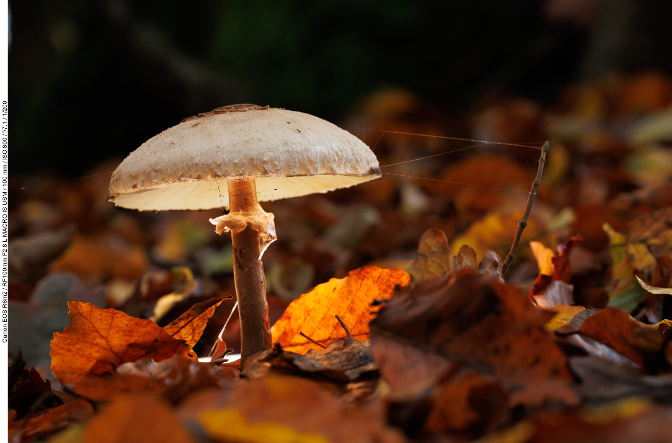 Vermutlich ein falscher Parasol [Chlorophyllum molybdites]