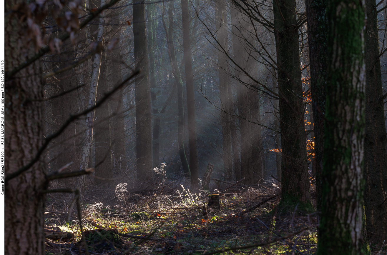 Sonnenstrahlen im Wald