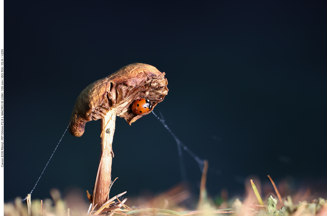 Siebenpunkt-Marienkäfer [Coccinella septempunctata], wettergeschützt unter einem Pilz
