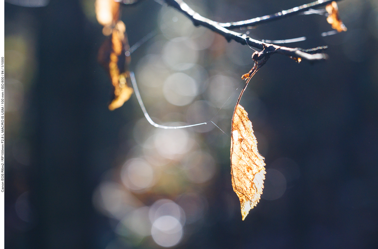 Buchenblatt in der Sonne