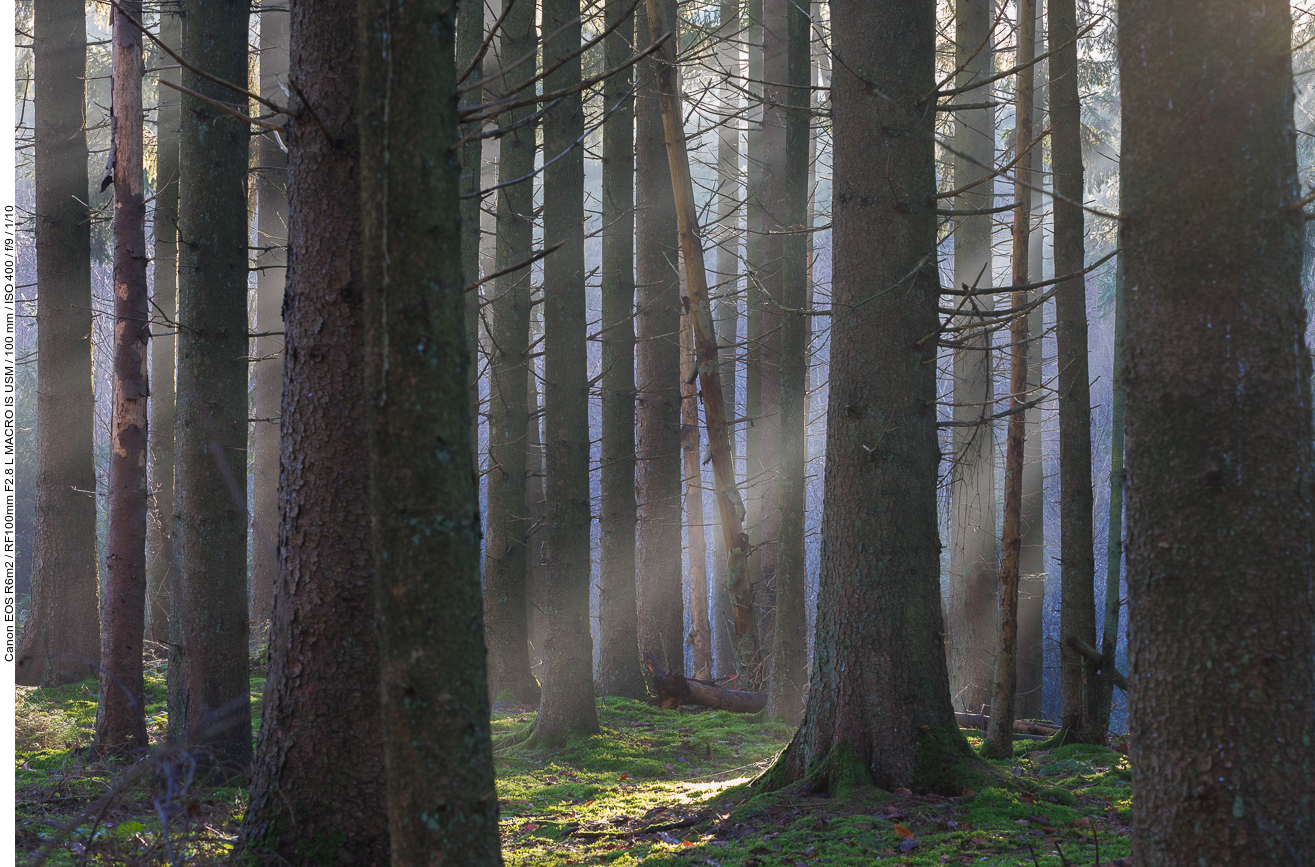 Sonnenstrahlen im Wald