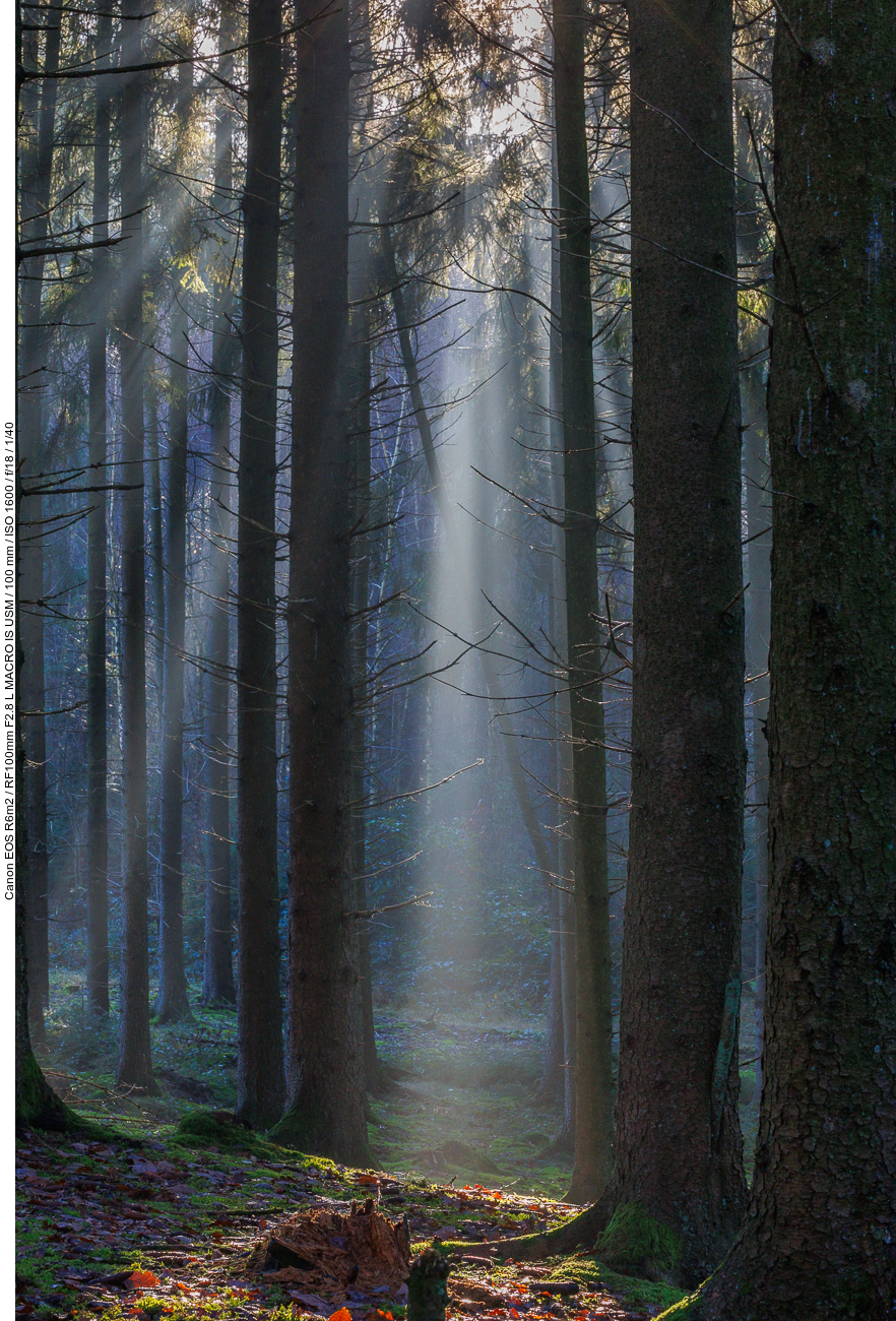 Sonnenstrahlen im Wald