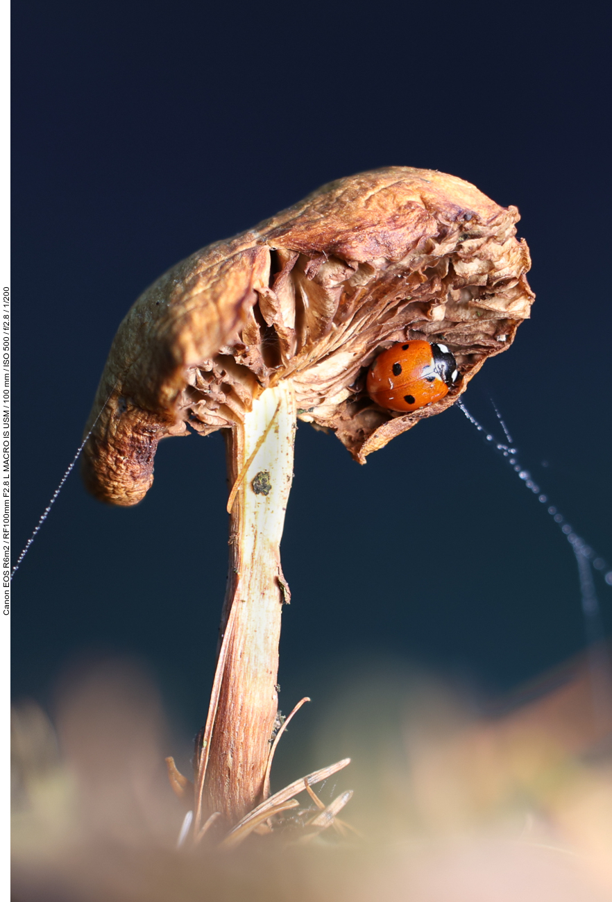 Siebenpunkt-Marienkäfer [Coccinella septempunctata], wettergeschützt unter einem Pilz