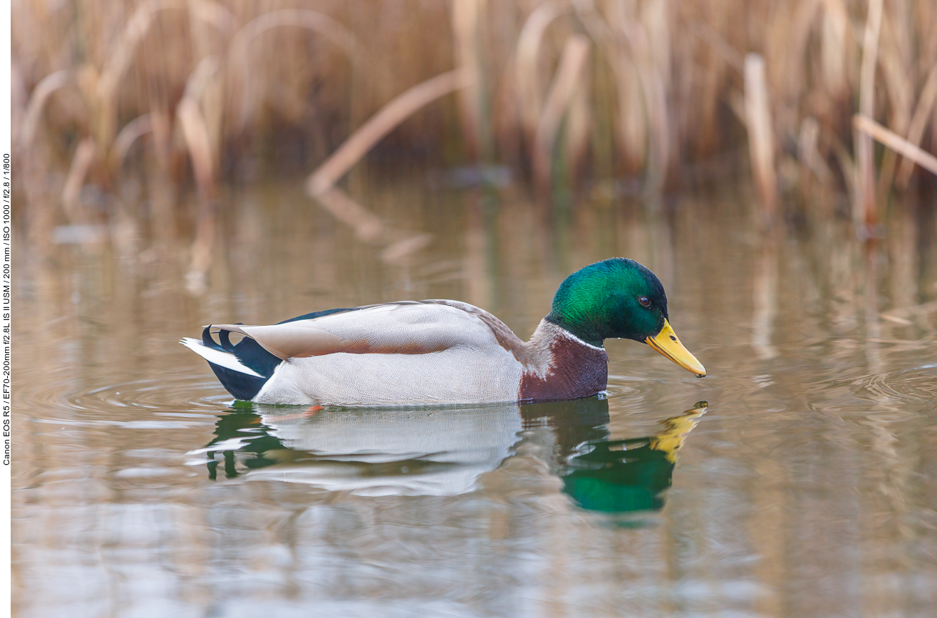 Stockente [Anas platyrhynchos]