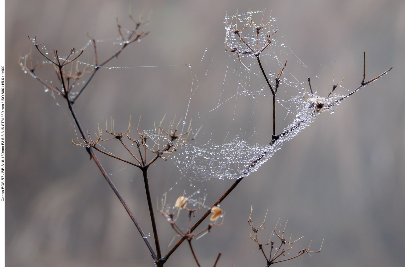 Nebeltropfen in Spinnweben