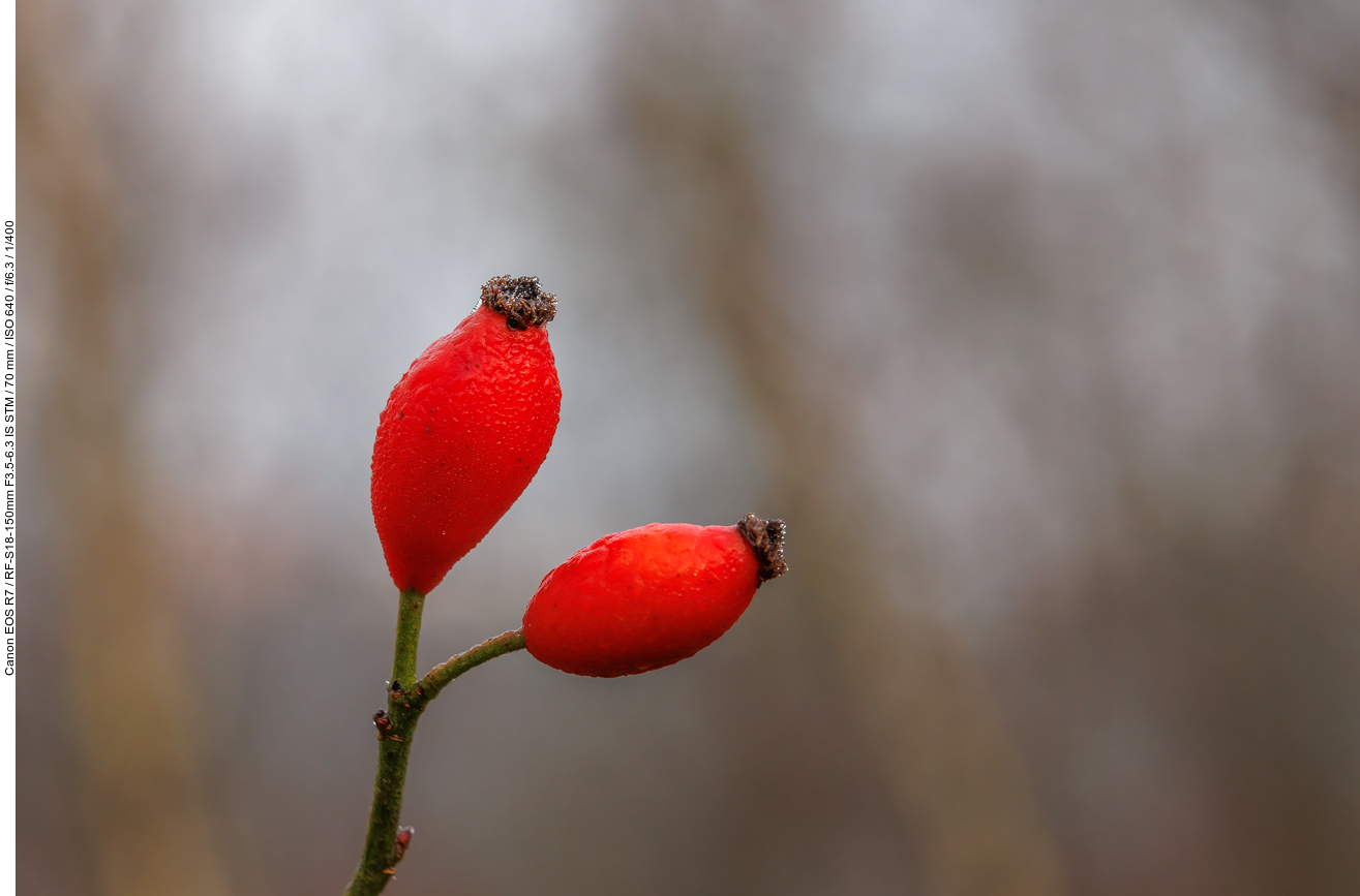 Hagebutten der Graugrünen Rose [Rosa dumalis]