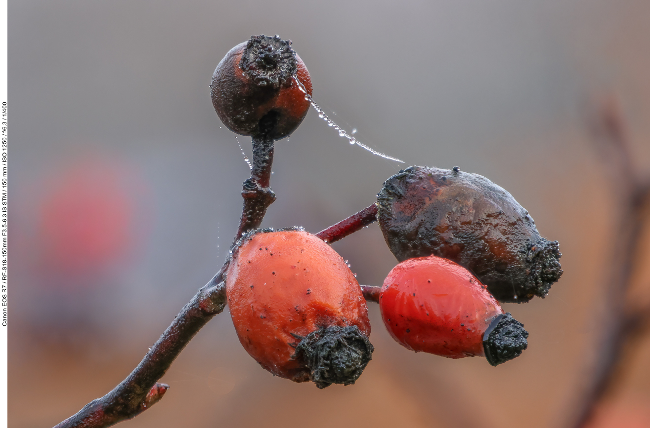 Hagebutten der Griffel-Rose Rose [Rosa stylosa]