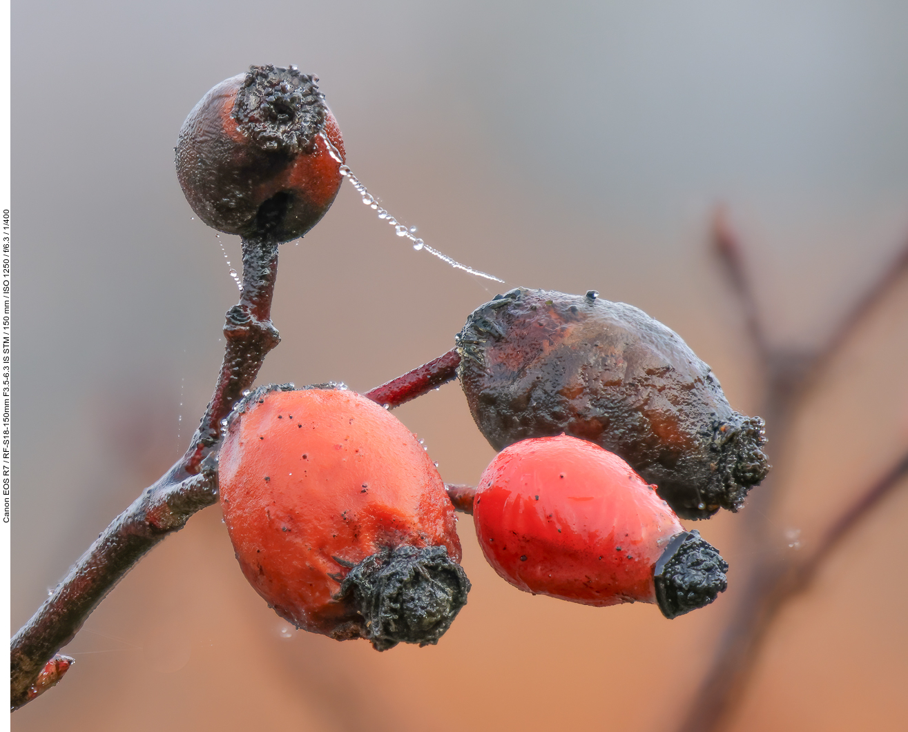 Hagebutten der Griffel-Rose Rose [Rosa stylosa]