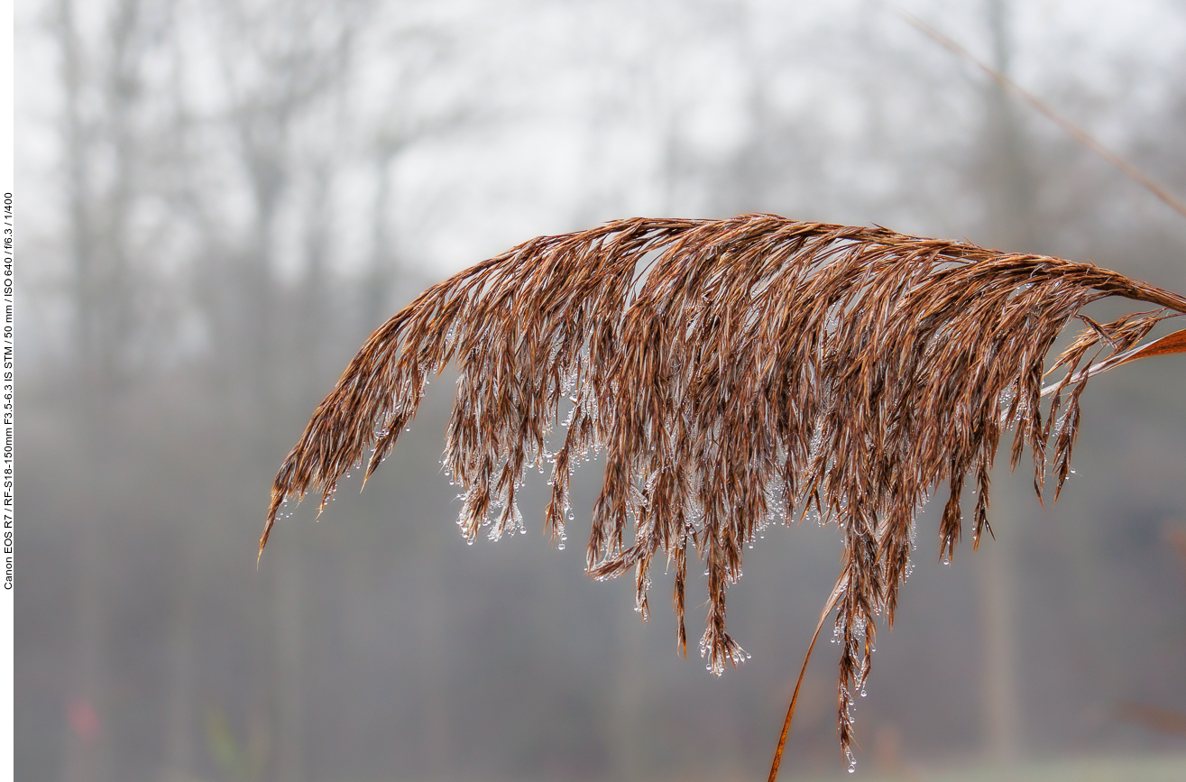Schilfblatt, evtl. [Phragmites australis]