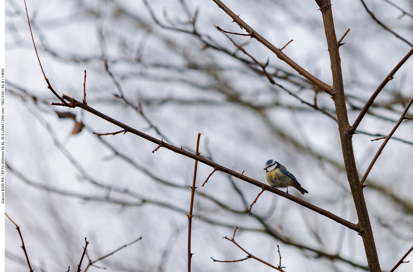 Blaumeise [Cyanistes caeruleus] (Stark gecropt)