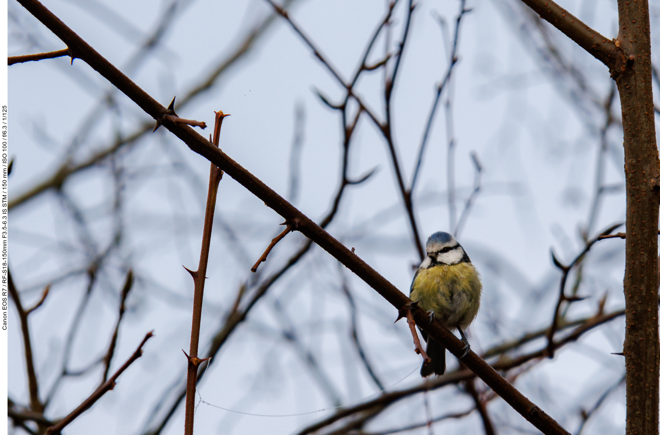 Blaumeise [Cyanistes caeruleus] (Stark gecropt)