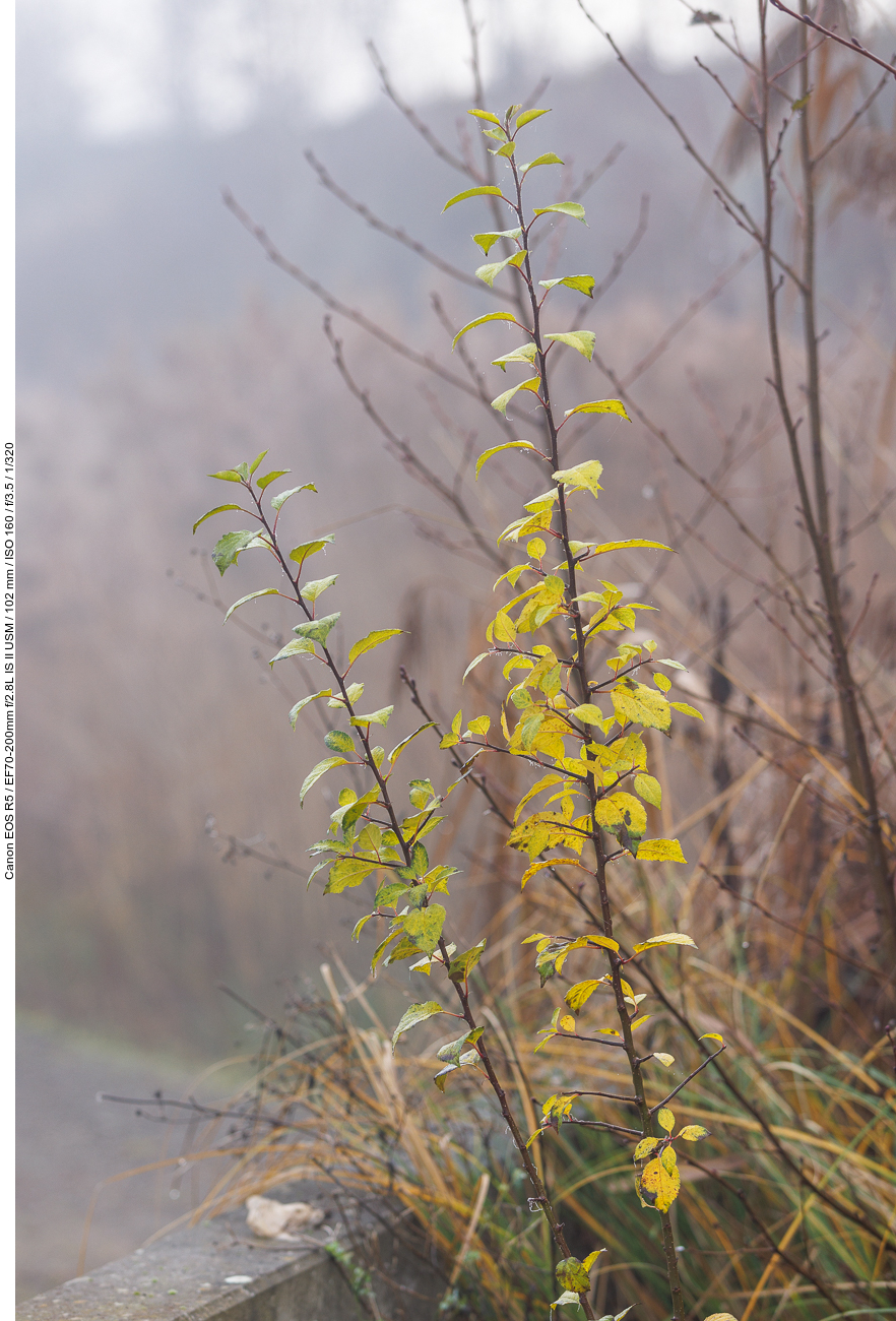 Etwas Farbe im tristen Nebel