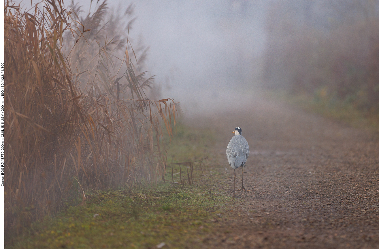 Ein Graureiher [Ardea cinerea]schreitet umher ...