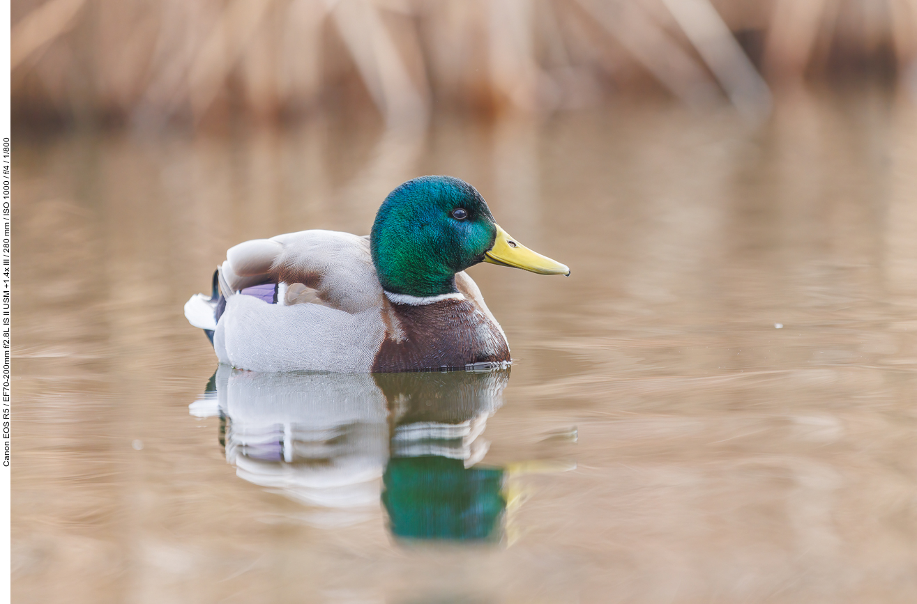 Stockente [Anas platyrhynchos]