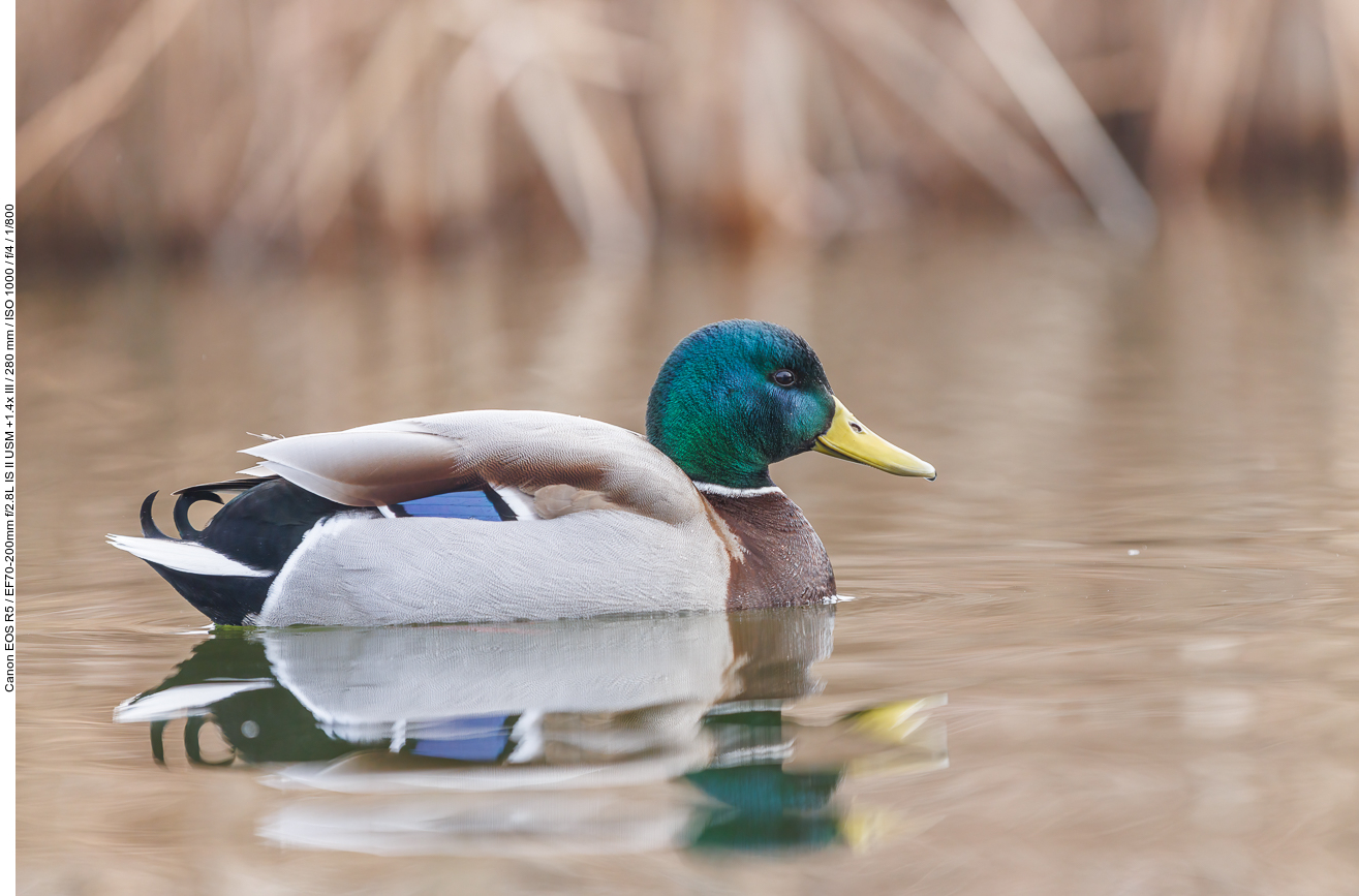 Stockente [Anas platyrhynchos]