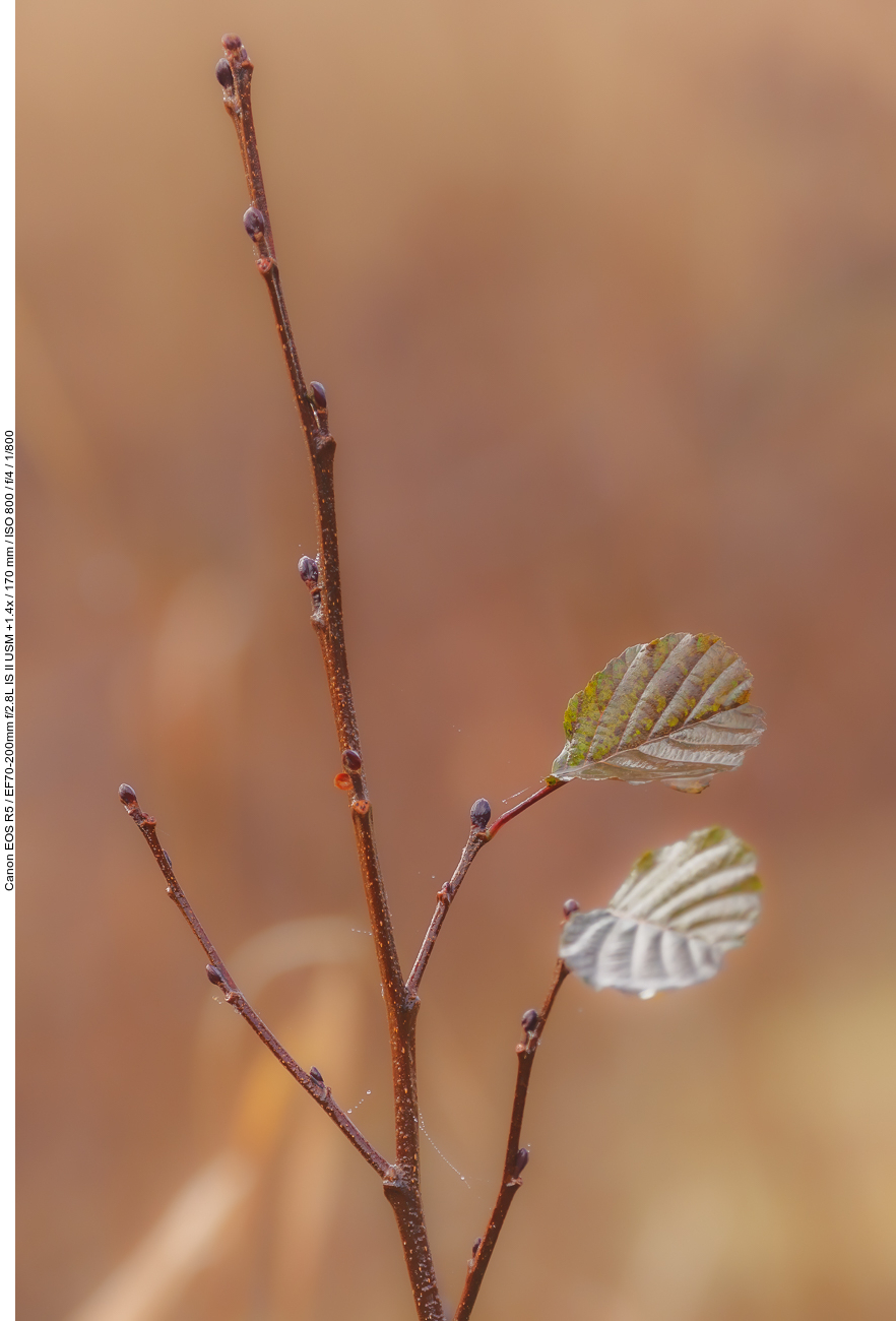 Schwarzerle [Alnus glutinosa]