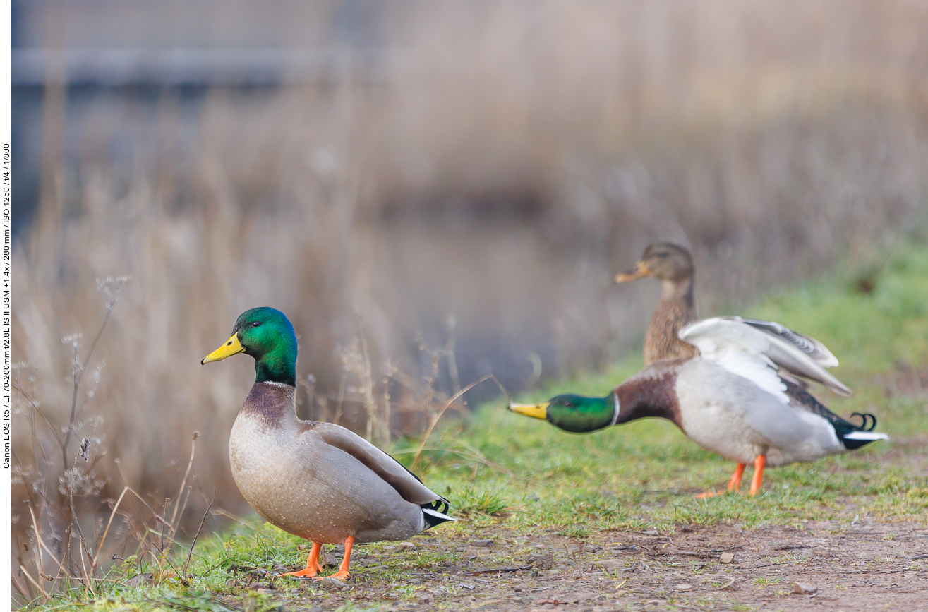 Stockenten [Anas platyrhynchos]