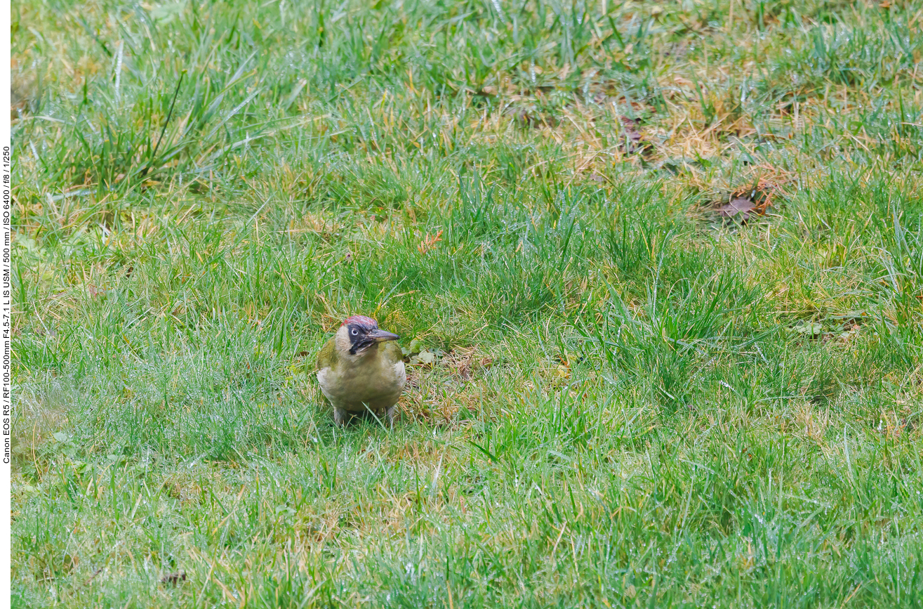 Grünspecht [Picus viridis]