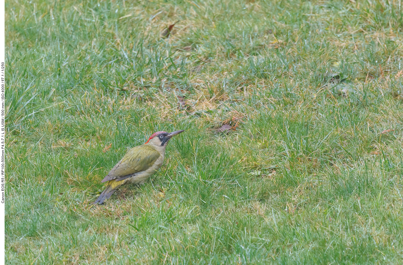 Grünspecht [Picus viridis]