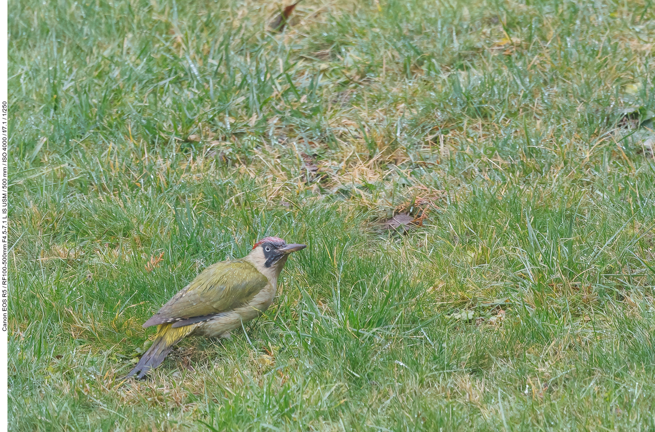 Grünspecht [Picus viridis]