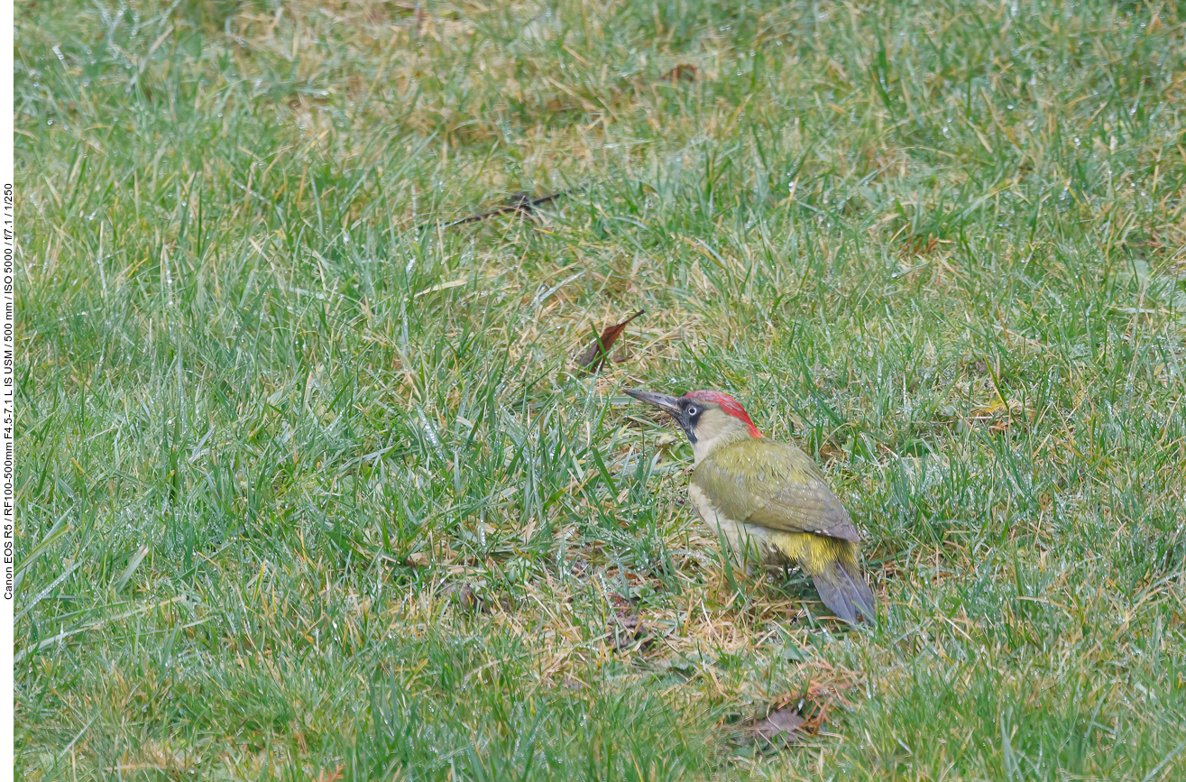 Grünspecht [Picus viridis]