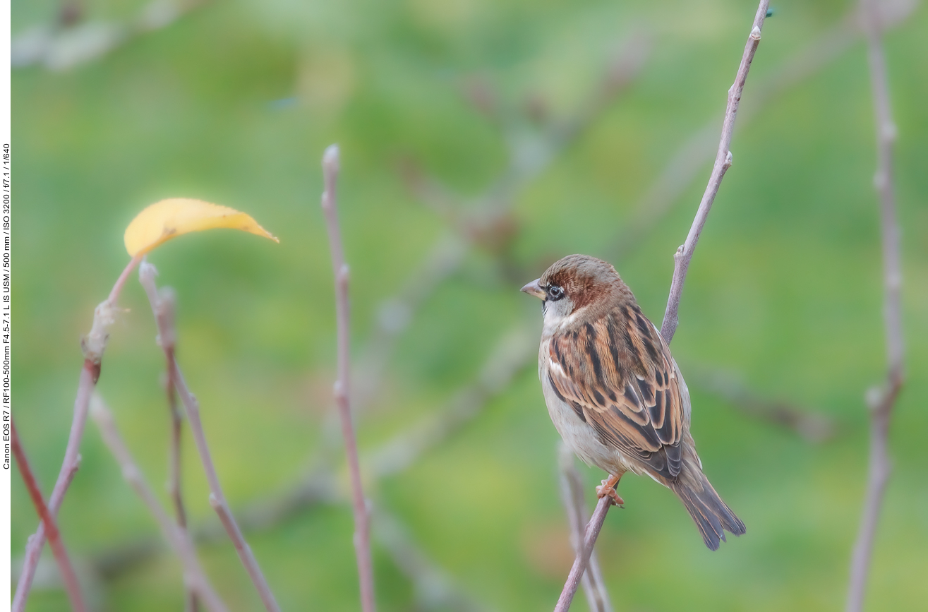 Sperling [Passeridae]