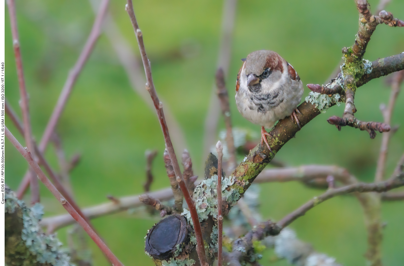 Sperling [Passeridae]